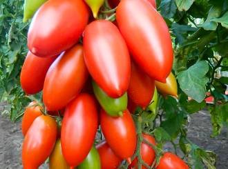 Ещё один рекомендованный для теплиц сорт томата «гордость сибири» и его подробное описание