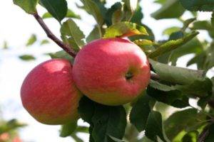 Сорта яблонь с фото и описанием