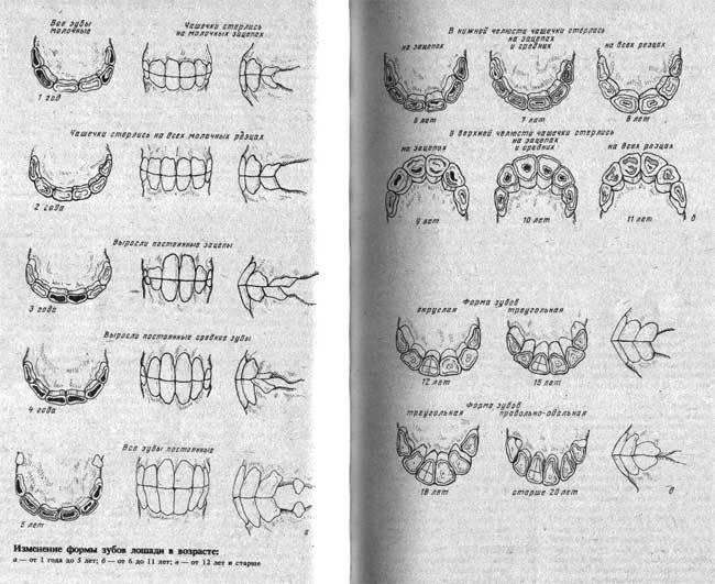 Зубы человека: строение, анатомия зуба, как устроен зуб