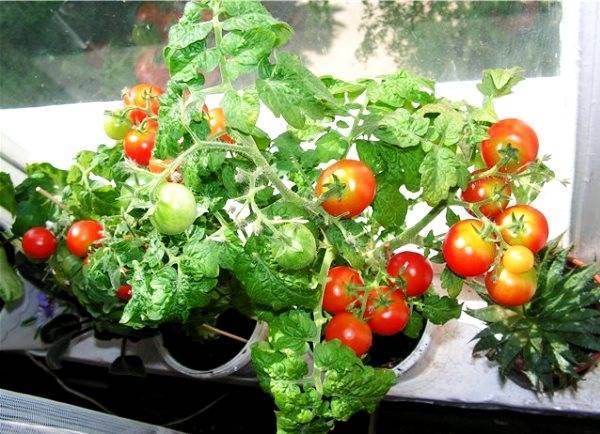 Как вырастить дома помидоры «балконное чудо»?