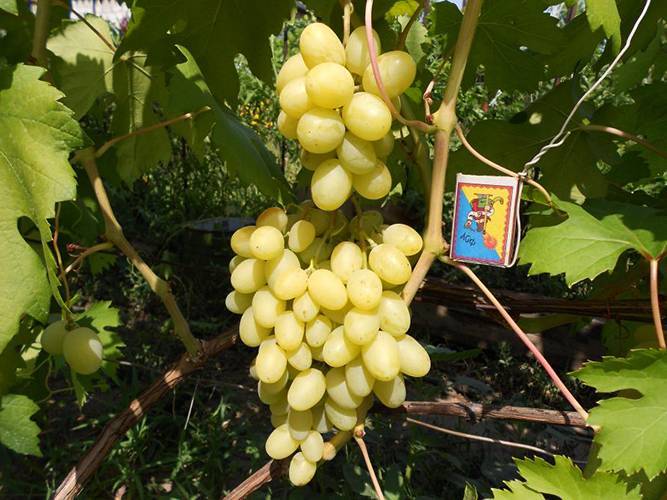 Описание сорта винограда «ландыш» — удовольствие и наслаждение