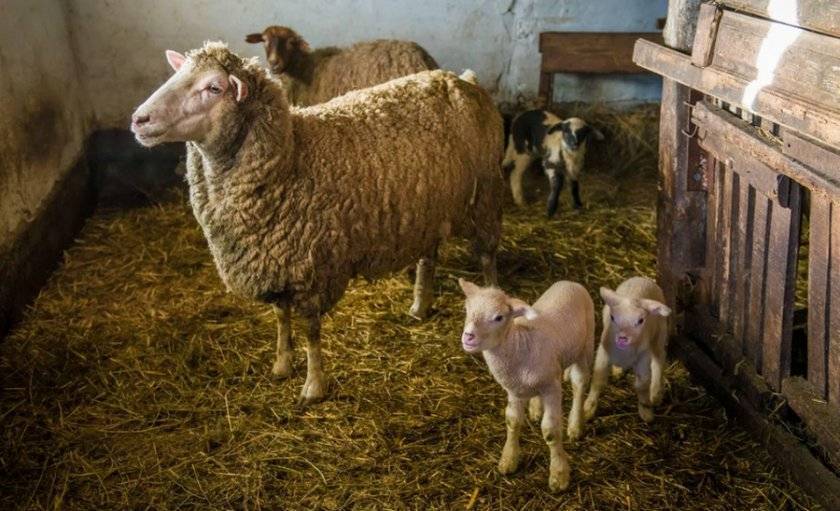 Как проходит беременность у овцы?