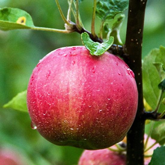 Яблоко Розовый жемчуг: описание сорта и характеристики, посадка и уход