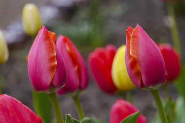 Тюльпаны: посадка осенью в открытый грунт