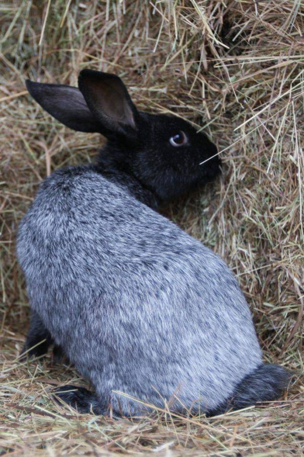 Полтавское серебро – все о кроликах с шубкой неповторимой красоты