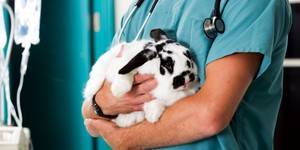 Симптомы и лечение болезней кроликов, какие недуги опасны для человека