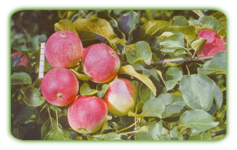 Яблоня «заветное»: описание сорта, фото и отзывы