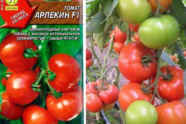 Фото, видео, отзывы, описание, характеристика, урожайность сорта томата «альфа»