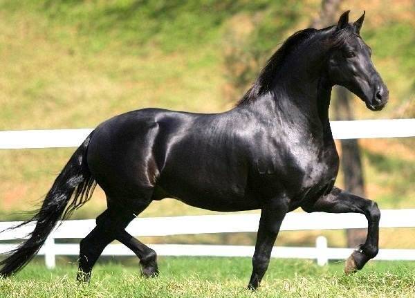 Донская лошадь: особенности содержания породы