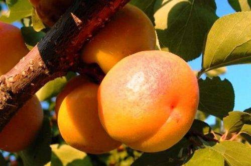 Описание сорта абрикоса харгранд