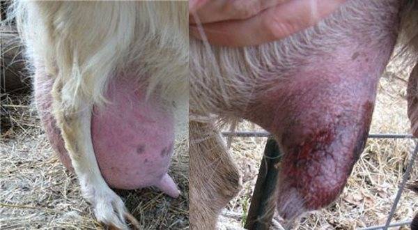 Мастит у козы: лечение и профилактика недуга