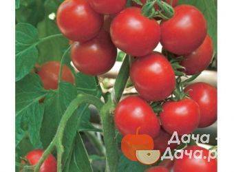 Описание сорта томата ампельный смесь, особенности выращивания и ухода