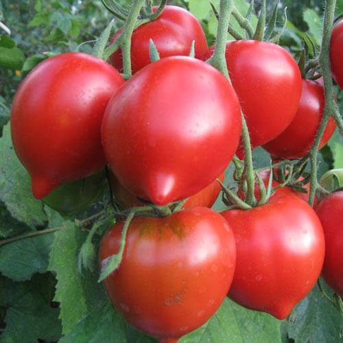 Самые урожайные низкорослые и непасынкующиеся сладкие сорта помидор серии непас