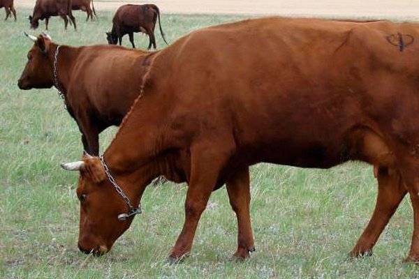 Коровы красной степной породы