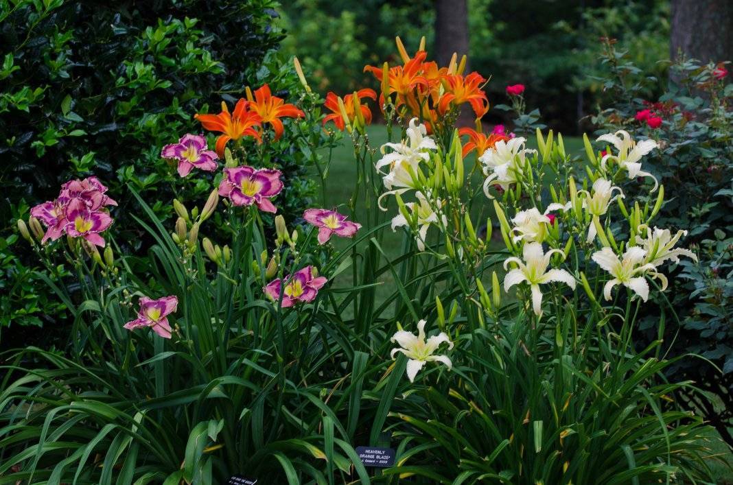 Многолетний цветок лилейник – фото, описание