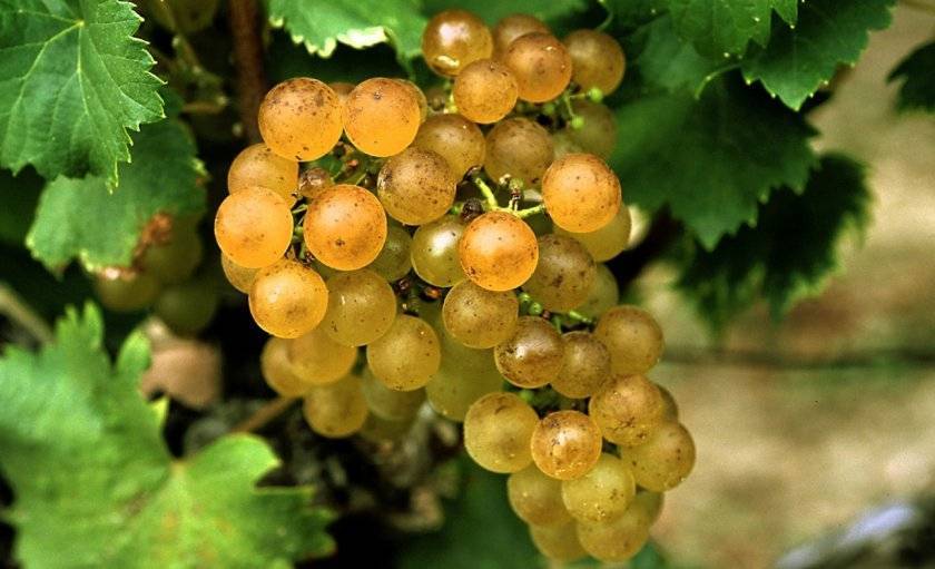 Описание винных сортов винограда, какой лучше для домашнего использования