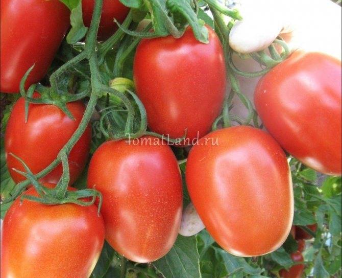 То, что нужно для сибирского климата – сорт томата «иваныч» f1: происхождение и описание помидора