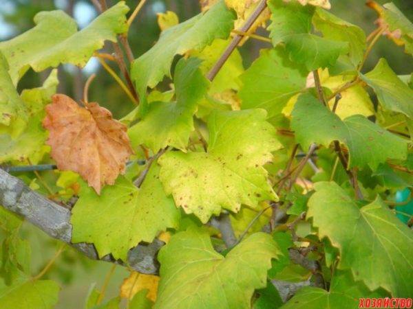 Признаки хлороза винограда и его виды, фото и способы лечения заболевания