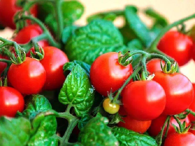 Стоит ли выращивать низкорослые томаты – 8 аргументов "за"