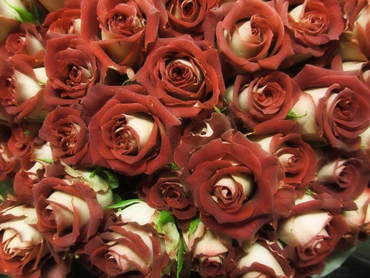 Розы флорибунда – 9 основных правил по выращиванию