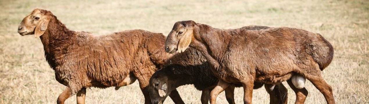 Гиссарские овцы — особенности породы