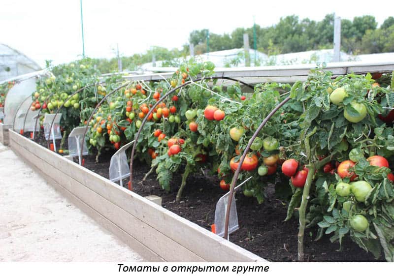 Как вырастить помидоры без рассады: в открытом грунте и теплице