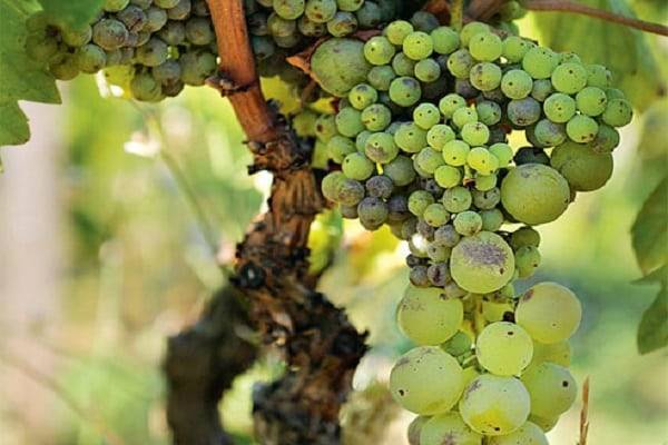 Горошение винограда: что делать и как избежать, причины и профилактика