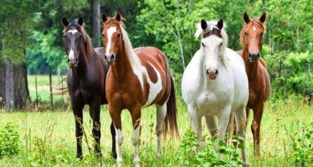 Какие бывают масти лошадей?