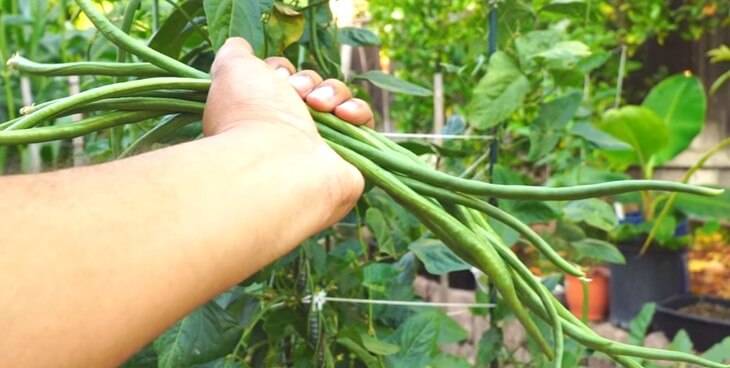 Выращивание и особенности спаржевой фасоли сорта вигна, применение и хранение урожая