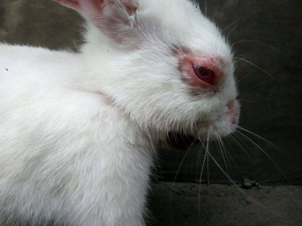 Болезни кроликов — основные симптомы,  варианты лечения и профилактика самых опасных заболеваний (фото и видео)