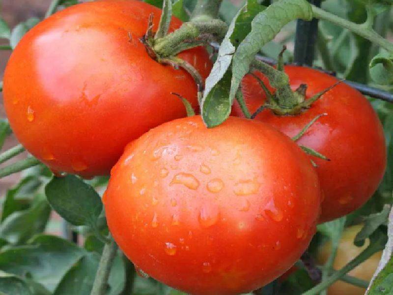 Лучшие сорта низкорослых томатов для открытого грунта без пасынкования