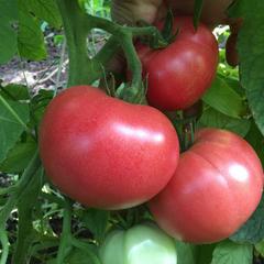 Описание сорта томата Нонна м, его урожайность и выращивание