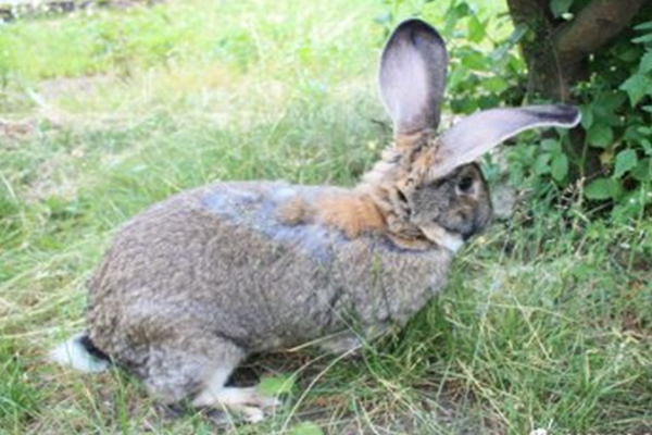 Голландский кролик — история выведения и характеристика породы