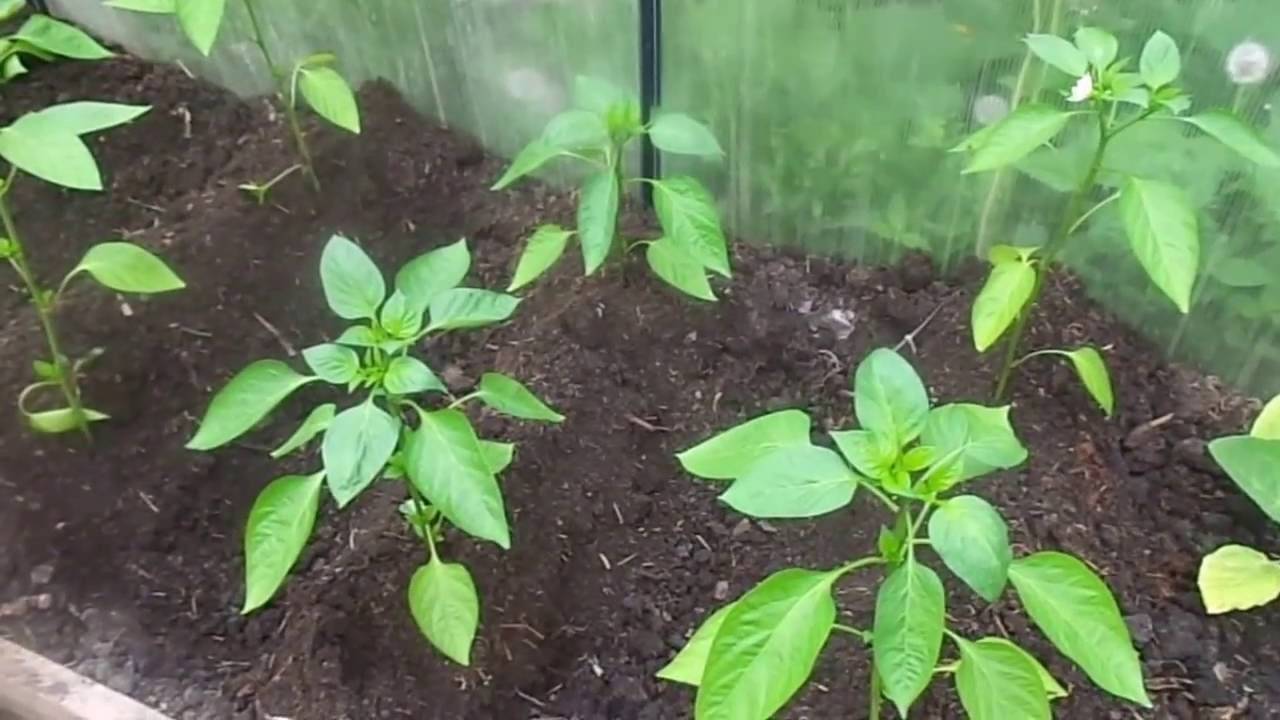Применение скошенной травы как мульчирующего материала для томатов в теплице и открытом грунте