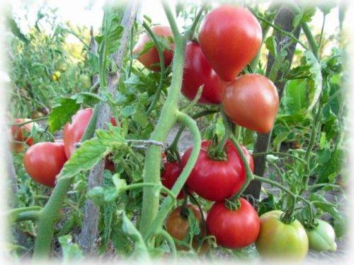 Томат красный уголь: описание и характеристика сорта, урожайность с фото