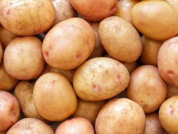 Сорт картофеля жуковский