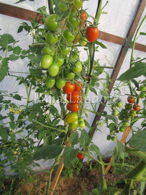 Характеристика и описание сорта томата Черри Ира, его урожайность