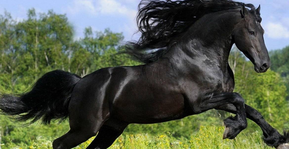 Лошадь – верный спутник человека