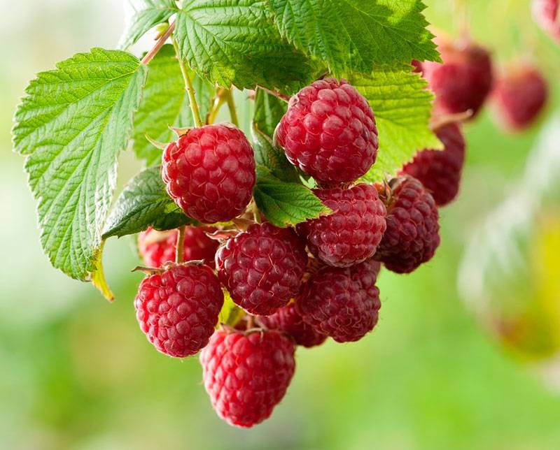 Чем подкормить малину во время созревания ягод, цветения и плодоношения