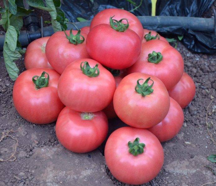 Особенности и выращивание лучших сортов помидоров грушевидной формы