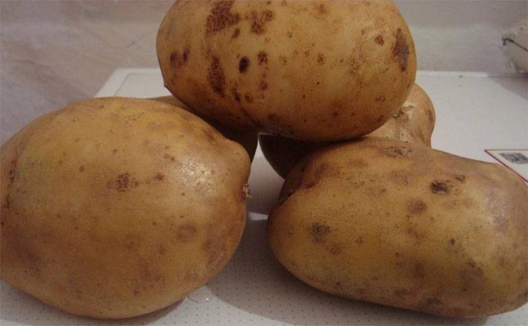 Картофель скарб — сокровище беларуси