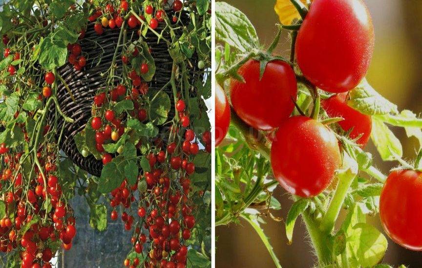 Декоративный сорт томата «жемчужина желтая»: фото, видео, отзывы, описание, характеристика, урожайность