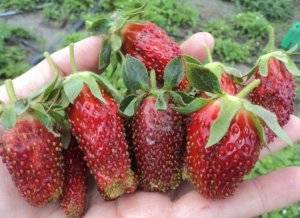 Описание сорта клубники сирия — фото размера ягод, отзывы садоводов