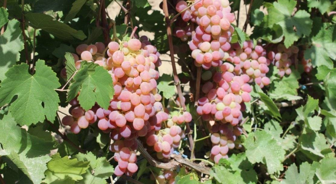 Розовые сорта винограда: обзор лучших столовых, универсальных и винных сортов