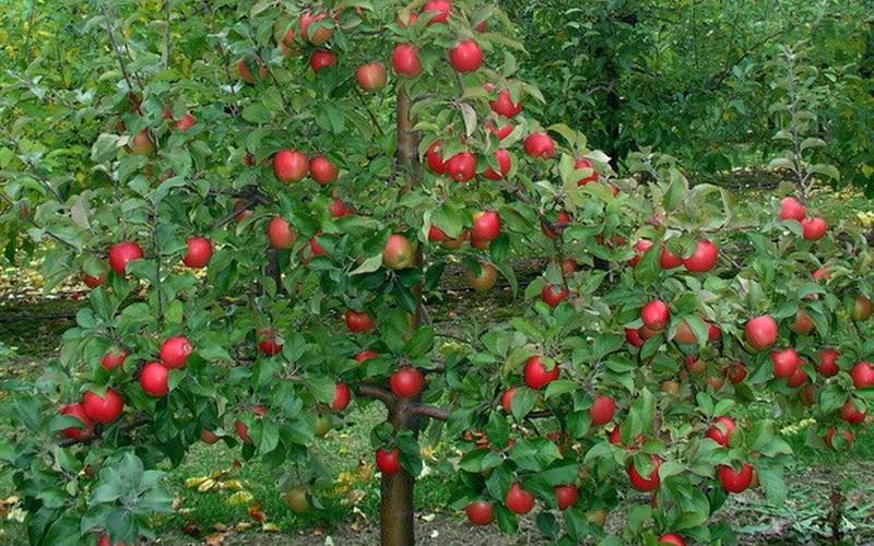 Как омолодить старую яблоню – полезные советы для начинающих