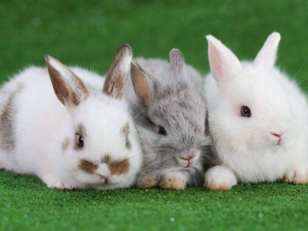 Случка кроликов, правила и особенности их спаривания