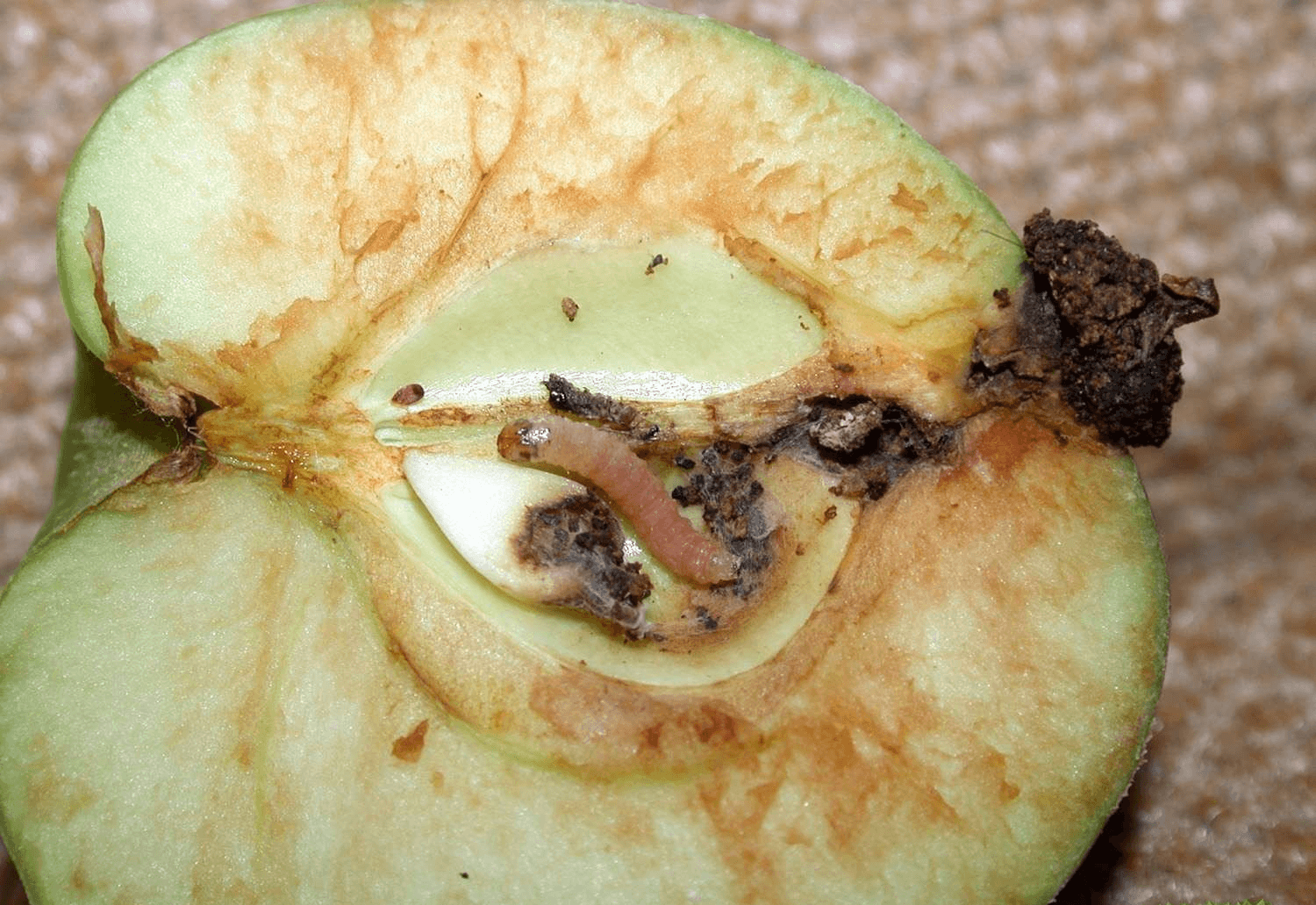 Как должна выполняться обработка яблонь осенью от вредителей и болезней?