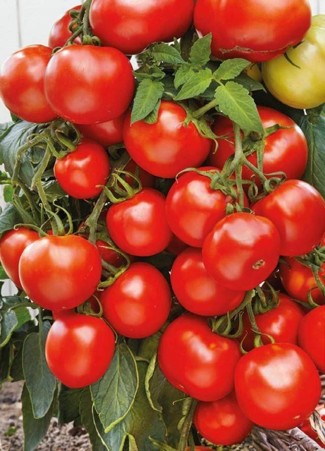 Чем примечателен томат андромеда: характеристики и описание сорта
