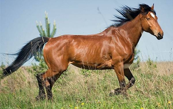 Чубарая масть лошадей: виды и породы