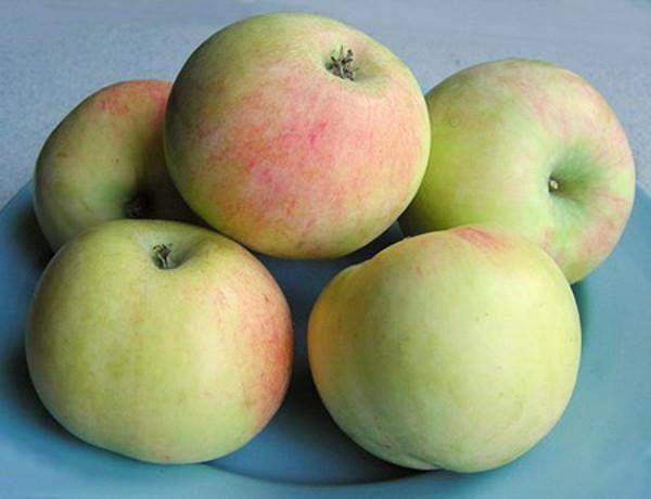 Обзор сибирских сортов яблонь